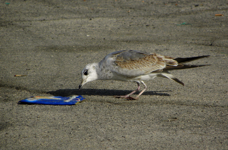Gavina sfortunata